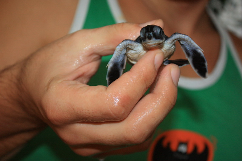 Sri Lanka, Kosgoda, Turtle Farm